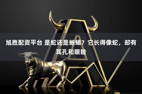 旭胜配资平台 是蛇还是蜥蜴？它长得像蛇，却有耳孔和眼睑